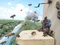 Countryside Showing Bee Colony