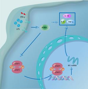 PDK4 Regulates Inflammatory Injury in Acute-on-chronic Liver Failure by Phosphorylating STAT1-mediated M1 Polarization of Macrophages