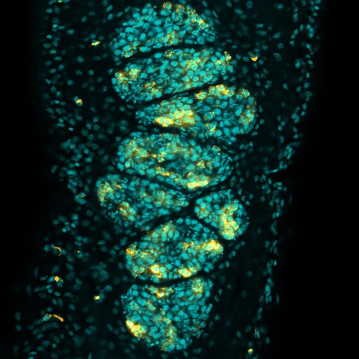 Gene Required for Sperm Production in Blood Flukes Identified