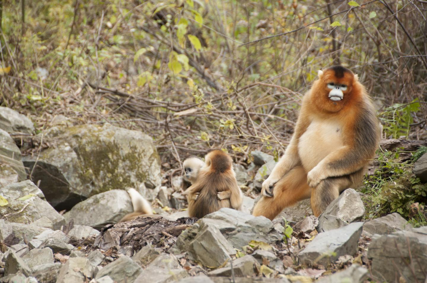 Monkeys in Spring