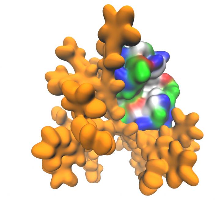 A Dendrimer-Lysozyme Complex