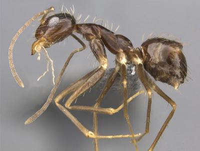 <i>P. Longicornis</i>