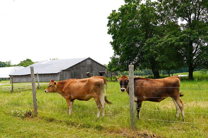 Farmers receptive to methane-reducing seaweed-based feed