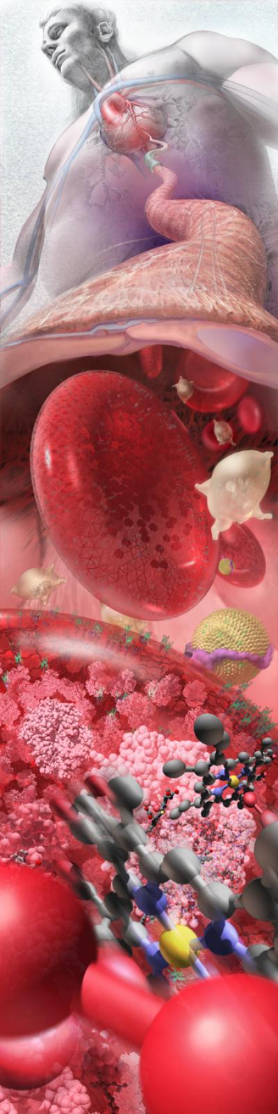 Zoom Into the Human Bloodstream
