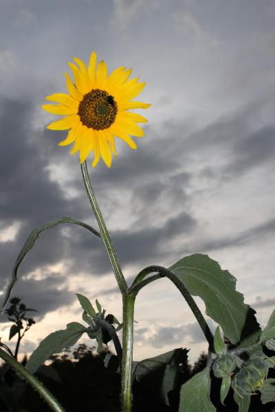 Wild Sunflower