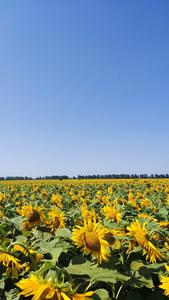 Sunflowers, Ukraine