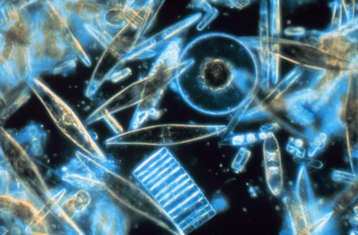 Tiny Diatoms, Big Climate Impact: How Microscopic Skeletons Rapidly Shape Ocean Chemistry