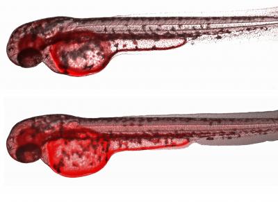 Images of Zebrafish