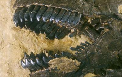 Close-up of a <I>Camarasaurus</I> Skull