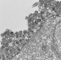 HIV-1 Accumulation