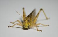 Locust Front View