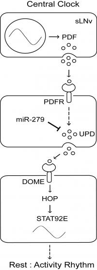 Molecular Path from Internal Clock (2 of 2)