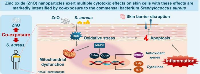Graphical abstract