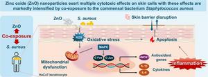 Graphical abstract