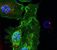 A Speck-tacular Way to Die