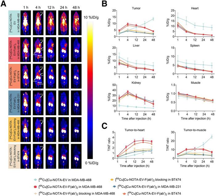 In vivo PET imaging and biodistribution of radiolabeled EV and antibody fragments in xenograft models of TNBC.