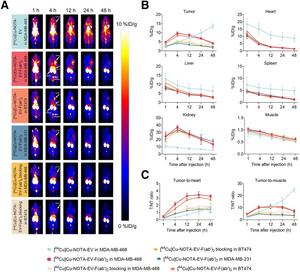 In vivo PET imaging and biodistribution of radiolabeled EV and antibody fragments in xenograft models of TNBC.