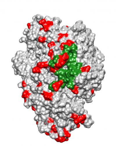 Viruses Revealed To Be A Major Driver Of Human Evolution