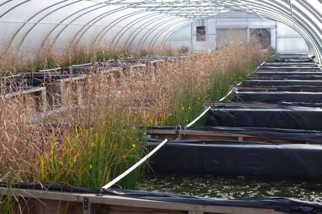 Simulated Wetland Ecosystems