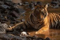 Tiger (3 of 3)