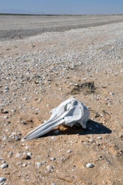 Bottlenose Dolphin Skull