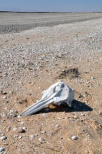 Bottlenose Dolphin Skull