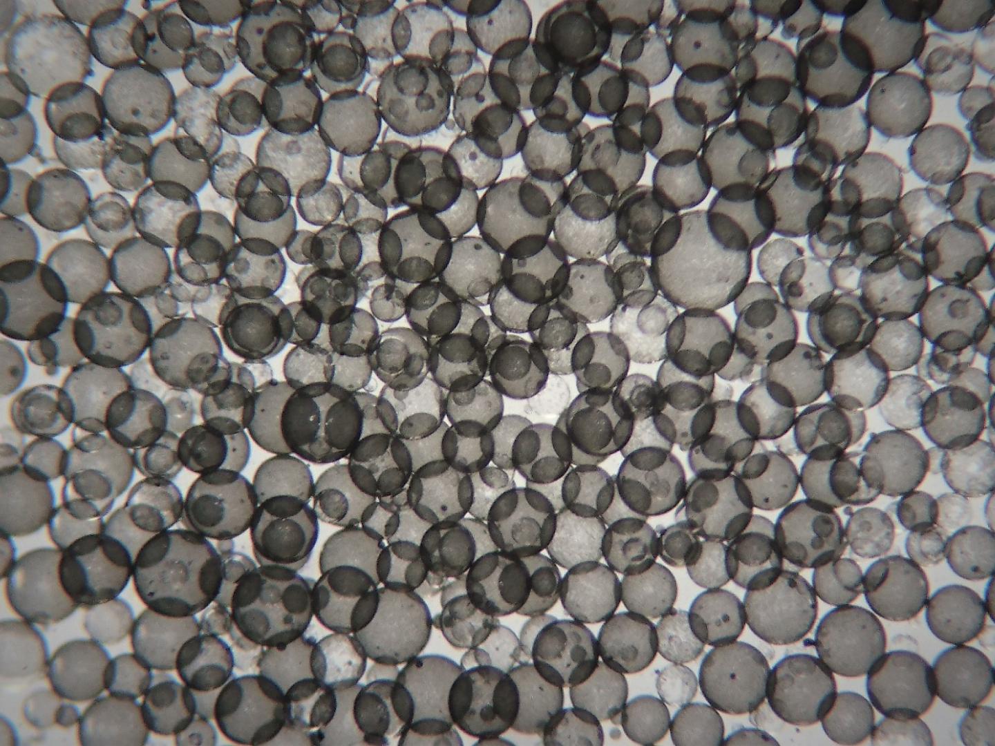 Micrograph