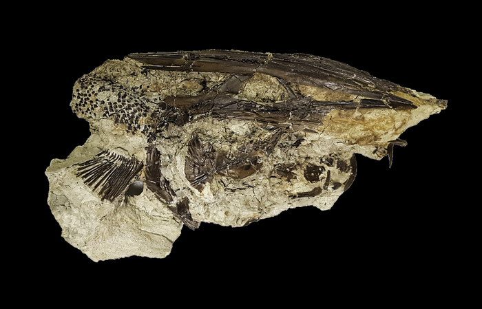 Paddlefish from Tanis