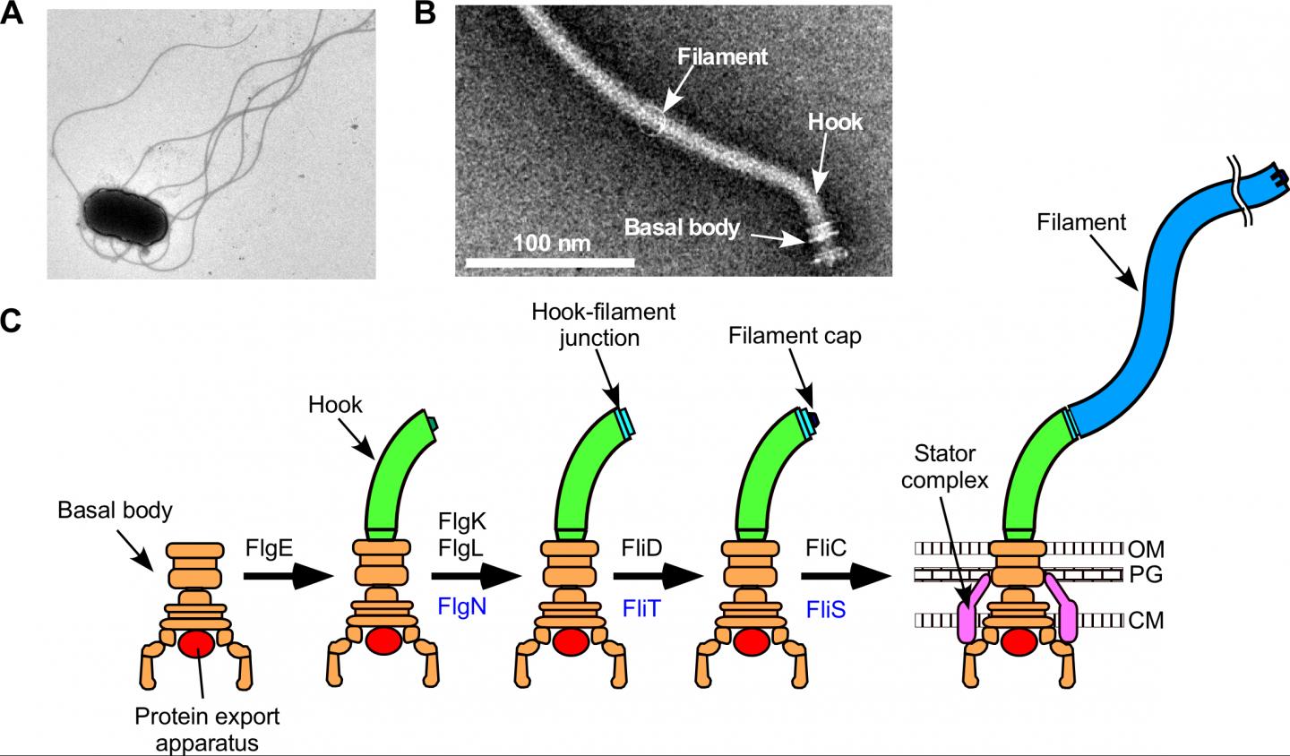 Fig.1