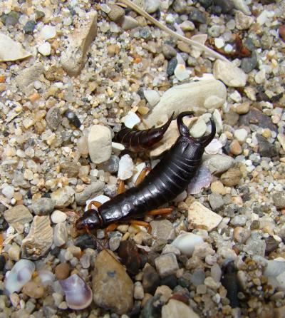 Male Maritime Earwig, <I>Anisolabis maritima</I>
