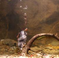 American Water Shrew (2 of 2)