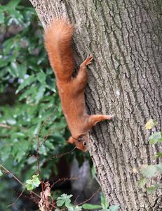 Red Squirrel on the Isle of Wight