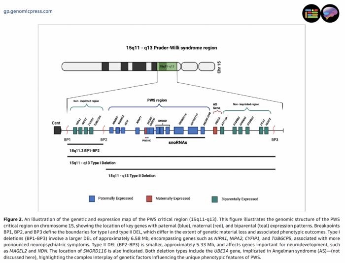 An illustration of the genetic and expression map of the PWS critical region (15q11-q13).