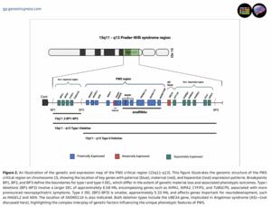 An illustration of the genetic and expression map of the PWS critical region (15q11-q13).