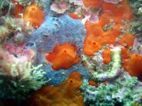 Sponge Specimens