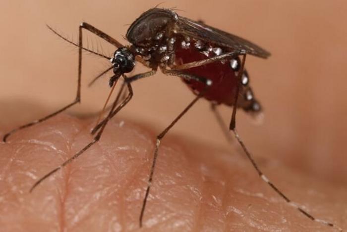 A blood-feeding Aedes aegypti, the primary vector for the dengue and Zika viruses.