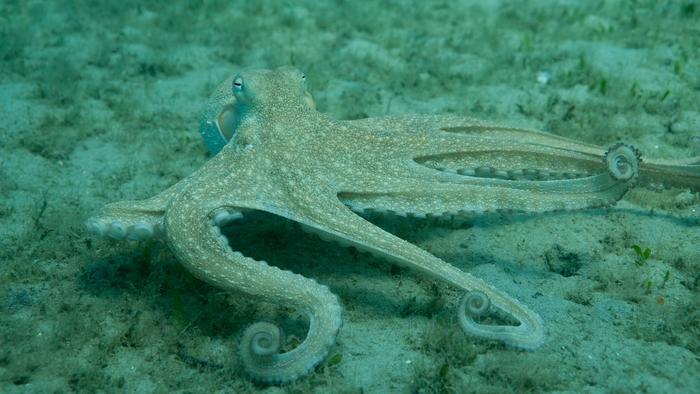 Octopus americanus