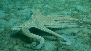 Octopus americanus