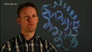 Caught in the act: Researchers capture key moments in cell death