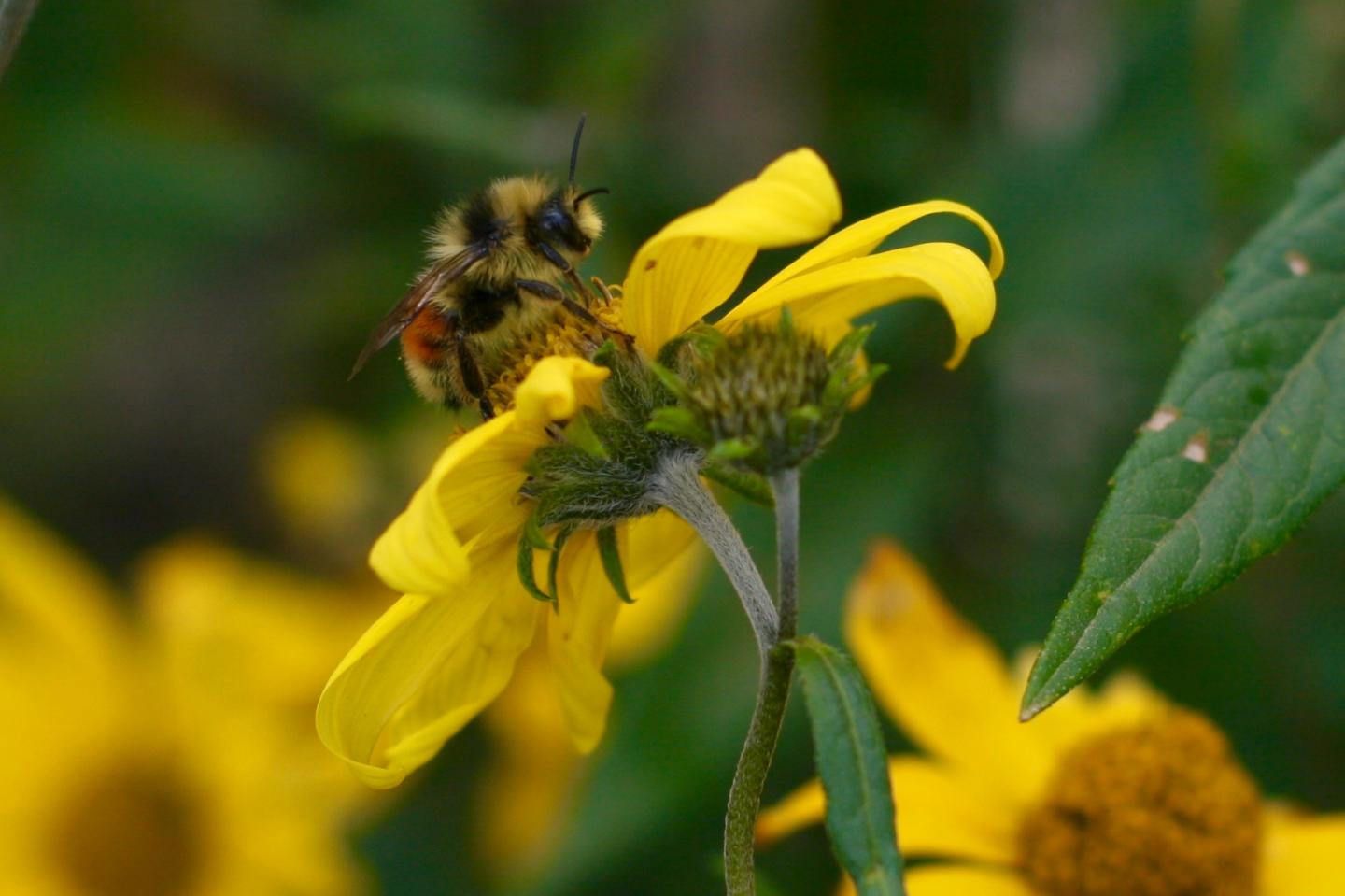 <i>Bombus bifarius</i>