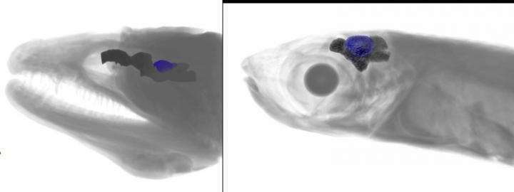 MicroCT Imaging of the Optic Tecta (in Blue) within the Brain (Dark) of a Giant Moray Eel