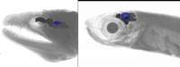 MicroCT Imaging of the Optic Tecta (in Blue) within the Brain (Dark) of a Giant Moray Eel