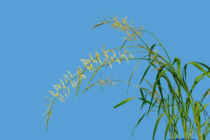 Northern wild rice genome could hold the secrets to strengthen global food systems