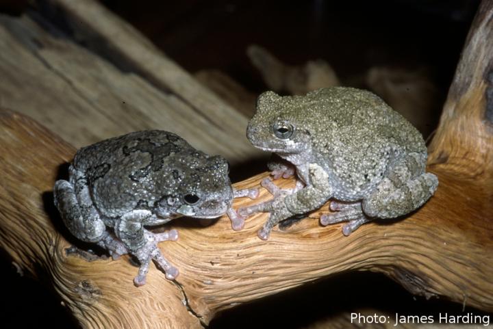 Gray Tree Frog and Cope's Gray Tree Frog