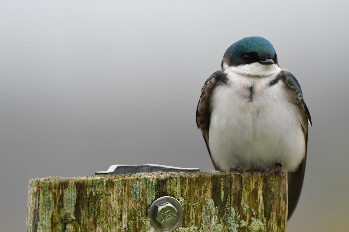 tree swallow