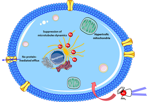 Proposed mechanism of action for the new polymer and ruthenium compound.