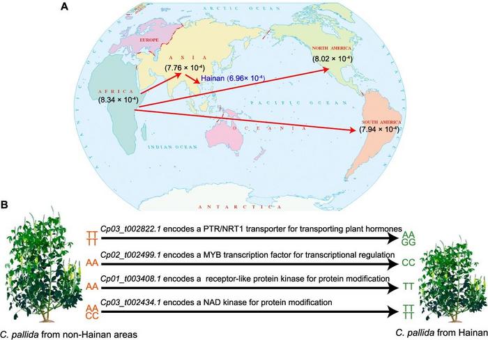 Proposed model for geographic dispersal affecting genetic diversity and the trait divergence of C. pallida.