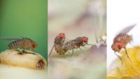 Drosophila spp.