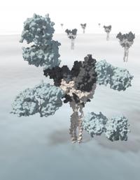 Antibodies From an Ebola Survivor Reveal a Potential New Vaccine Target (2 of 2)