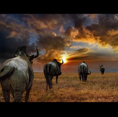 Dartmouth Wildebeest Tracking Study